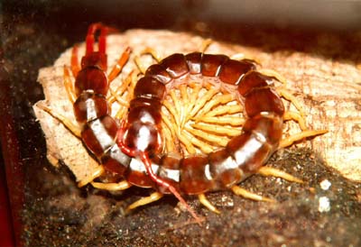 scolopendra_subspinipes.jpg (33183 ֹ(ji))