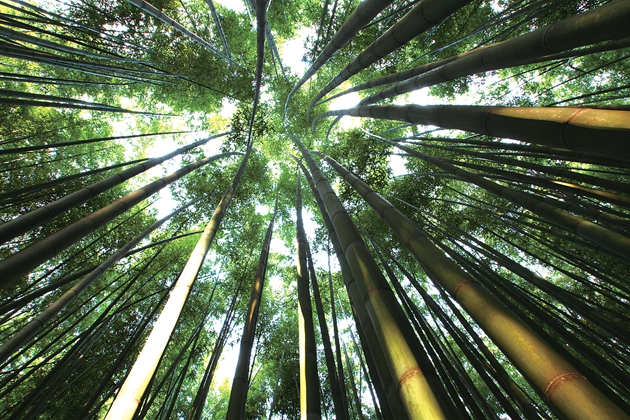 ؓ(f��)�x���ί��������挍(sh��)��߀�����^��