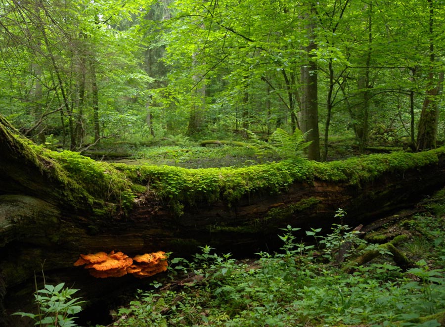 ؓ(f��)�x�ӡ�ؓ(f��)���x�ӡ��՚�ؓ(f��)�x����ʲô�^(q��)�e�أ�