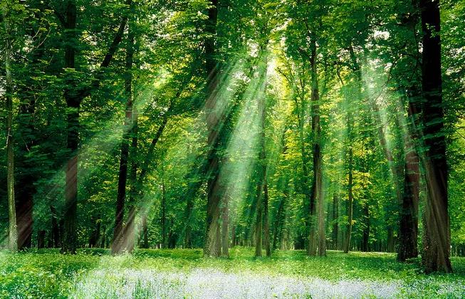 ؓ(f��)���x���ǿ՚���һ�N��ؓ(f��)늺ɵĚ��w�x��