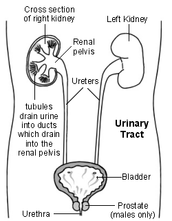 Cross-section diagram of the urinary tract